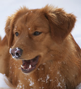 toller-ruede-mogwai-portrait